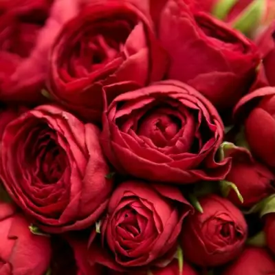 саженцы розы Ред Лейс