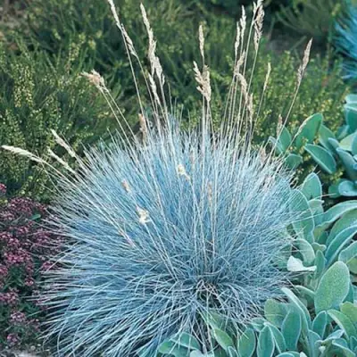 Овсяница АЙСФОГЕЛЬ сизая в Жлобине