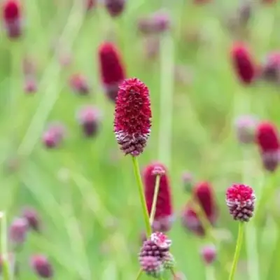 Кровохлебка БИТЛВИНГЗ в Жлобине