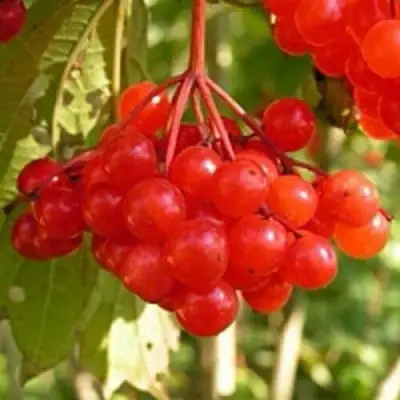 Калина ПАМЯТИ ВАЛЕНТИНЫ в Жлобине