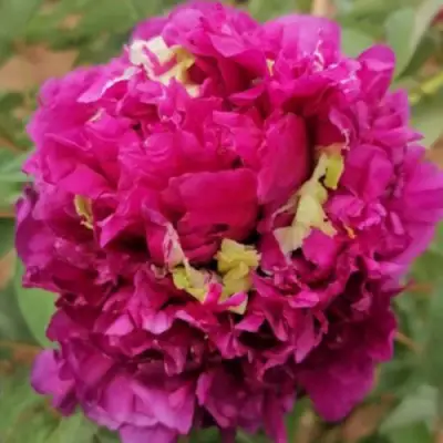 Пион ПОЛЕТ ЛАСТОЧКИ древовидный в Жлобине