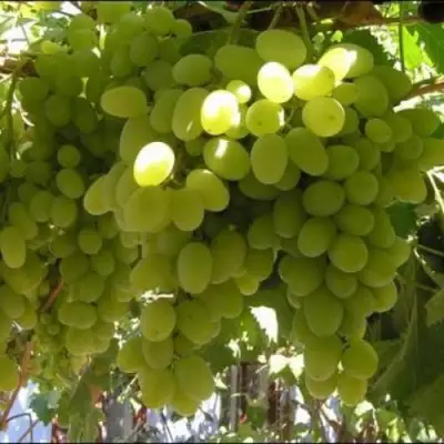 Виноград ИЛЬЯ  в Жлобине