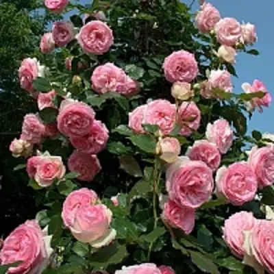 Роза ПЬЕР ДЕ РОНСАР плетистая в Жлобине