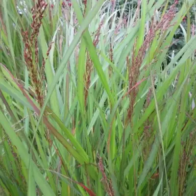 Просо ВЭРРИОР прутьевидное в Жлобине