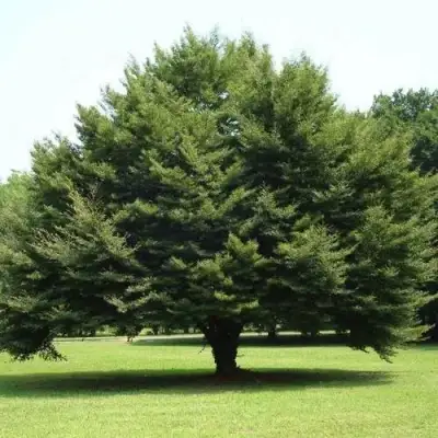 Бук обыкновенный в Жлобине