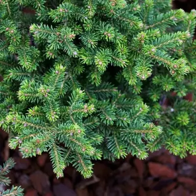 Ель ВИЛС ЦВЕРГ обыкновенная в Жлобине