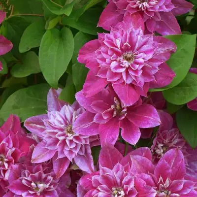 Клематис МАЙ ДАРЛИНГ  в Жлобине