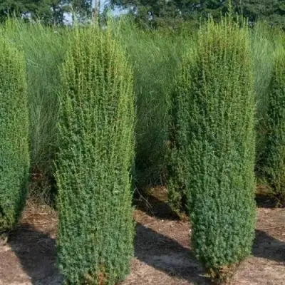 Можжевельник ХИБЕРНИКА обыкновенный  в Жлобине