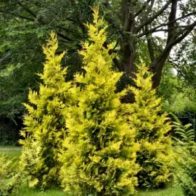 Туя ГОЛДЕН БРАБАНТ западная в Жлобине