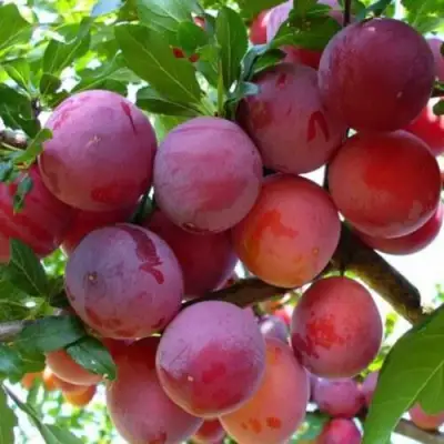 Слива НЕКТАРИННАЯ АРОМАТНАЯ в Жлобине