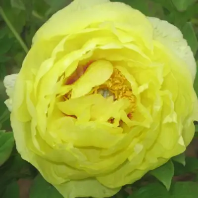 Пион ЗОЛОТО ПОДНЕБЕСНОЙ древовидный в Жлобине