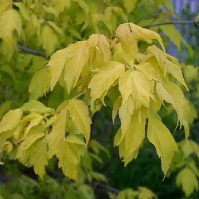 Клен ясенелистный в Жлобине