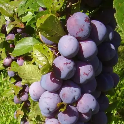 Слива НАГРАДА НЕМАНСКАЯ в Жлобине