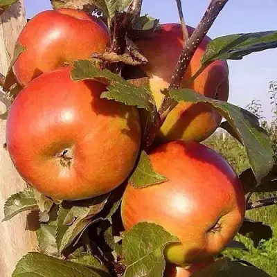 Яблоня ФРИДОМ в Жлобине