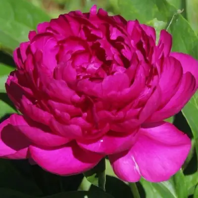 Пион БАРХАТ НОЧИ травянистый в Жлобине