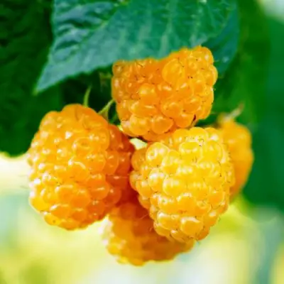 Малина МЕДОВАЯ в Жлобине