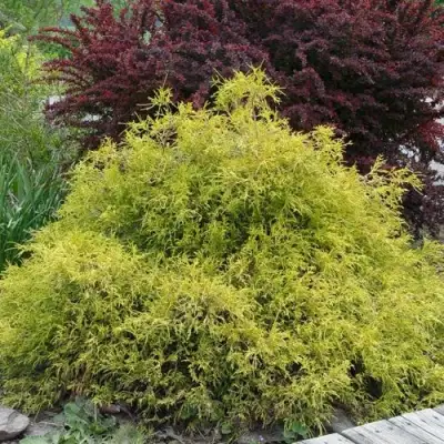 Кипарисовик ГОЛДЕН МОП горохоплодный в Жлобине