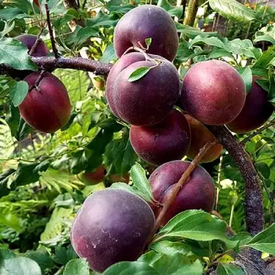 Шарафуга БЕЛЛА РОЯЛЬ в Жлобине