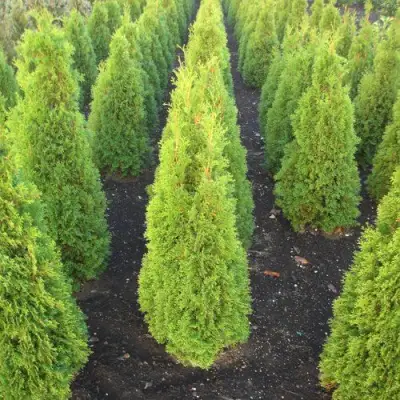 Туя САННИ СМАРАГД западная  в Жлобине