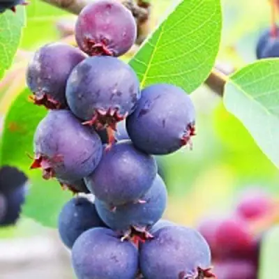 Ирга СМОУКИ в Жлобине