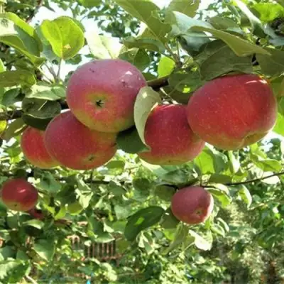 Яблоня ОРЛИК в Жлобине