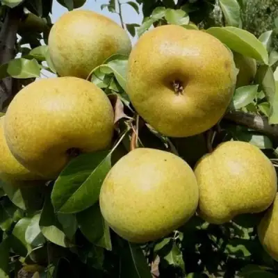 Груша ПЛАТОНОВСКАЯ в Жлобине