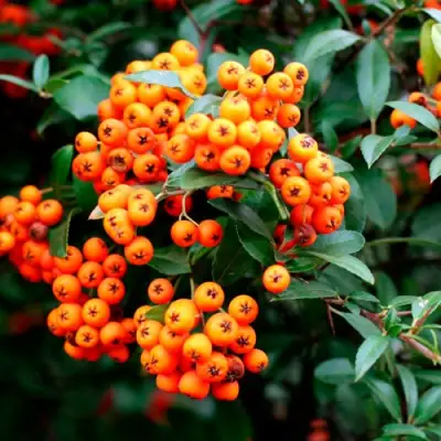 Пираканта ОРАНЖ ГЛОУ в Жлобине