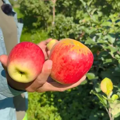 Яблоня БЛАГАЯ ВЕСТЬ в Жлобине