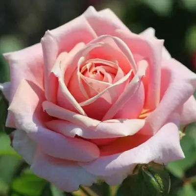 Роза ФРЕДЕРИК МИСТРАЛЬ чайно-гибридная в Жлобине