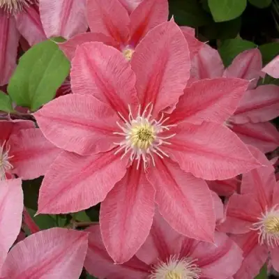 Клематис ЛИТЛ МЕРМЕЙД в Жлобине