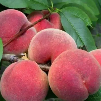 Персик ЮБИЛЕЙ СТОЛИЦЫ колонновидный в Жлобине