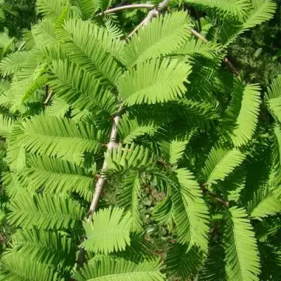 Метасеквойя  ГЛИПТОСТРОБОИДНАЯ  в Жлобине