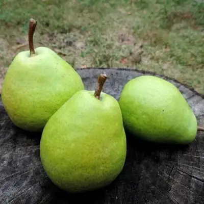 Груша БЕРЕ ЛЮКА в Жлобине