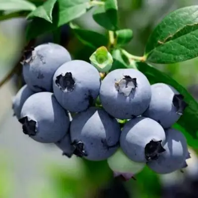 Голубика СИЕРРА в Жлобине