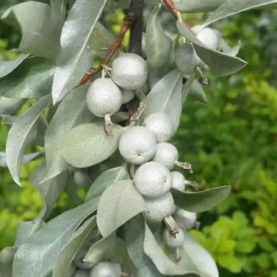 ЛОХ СЕРЕБРИСТЫЙ в Жлобине