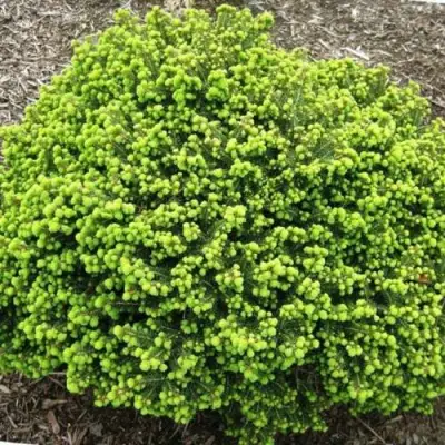 Ель ЛИТЛ ДЖЕМ обыкновенная в Жлобине