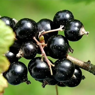 Смородина чёрная ЦЕРЕРА в Жлобине