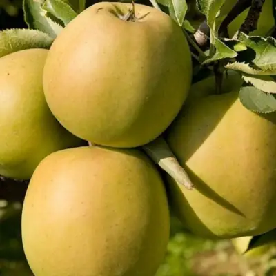 Яблоня МУТСУ в Жлобине