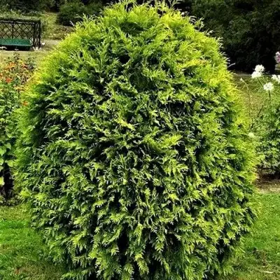 Туя ТИП ТОП западная в Жлобине