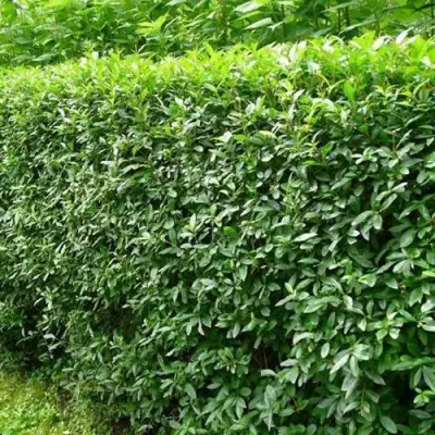 Бирючина обыкновенная в Жлобине