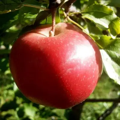 Яблоня НАСТЕНЬКА в Жлобине