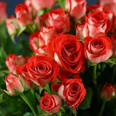 саженцы розы Зодиак