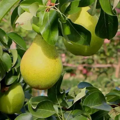 Груша ДОБРЯНКА в Жлобине