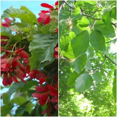 Комплект ЗЕЛЕНОЕ ЧУДО в Жлобине