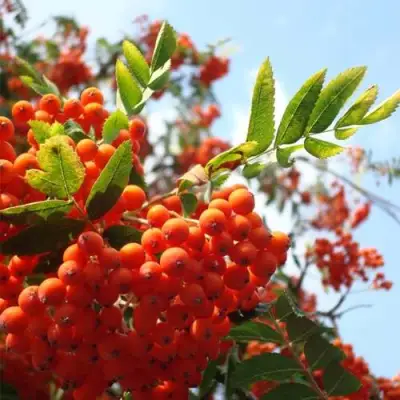 Рябина ВЕФЕД сладкоплодная в Жлобине