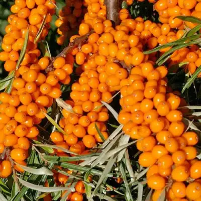 Облепиха ЕЛИЗАВЕТА в Жлобине