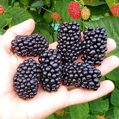Ежевика ОУАЧИТА бесшипная  в Жлобине