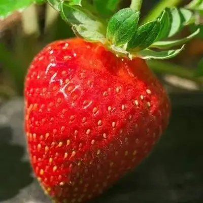 Клубника АЛЬБА в Жлобине