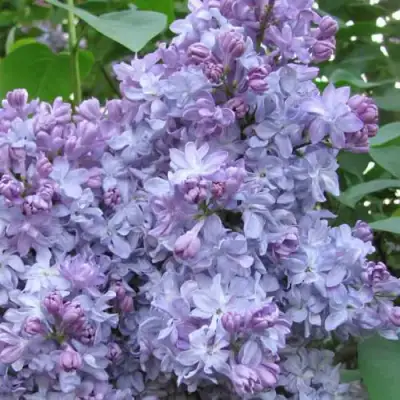 Сирень НЕБО МОСКВЫ в Жлобине