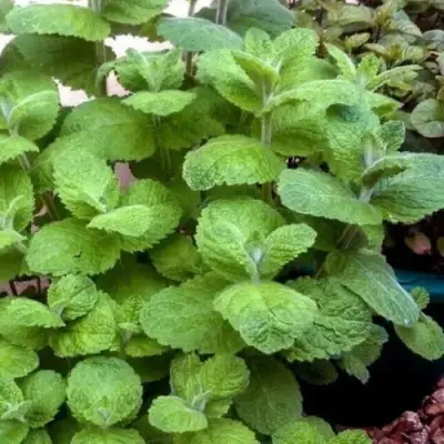 Мята яблочная в Жлобине